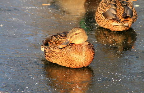 湖里的鸭子图片