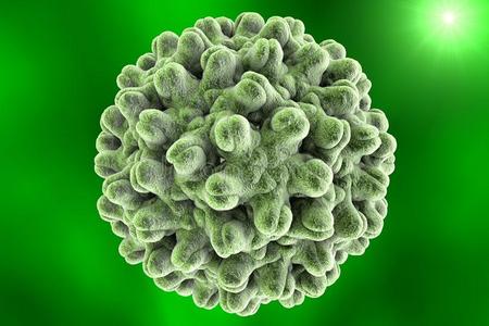 插图 乙肝病毒 微生物 细胞 提供 生物学 公司 感染 科学