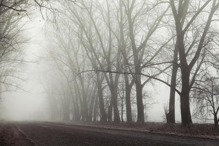 雾蒙蒙的道路和树木。 神秘的森林背景。 清晨的风景，地面上的霜冻。 噪音薄膜效应
