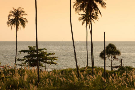 黄昏时的椰子棕榈树。