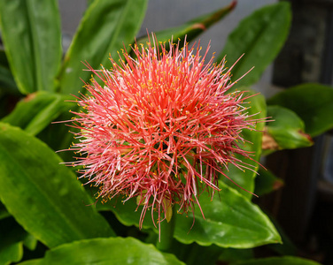 花儿 繁荣的 公园 流氓 花园 开花 植物 繁荣 夏天 夏季