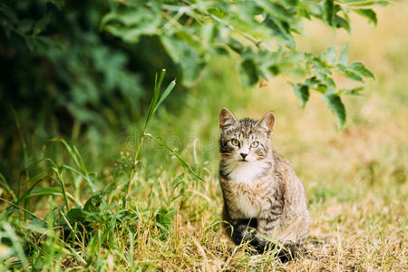 可爱的塔比灰色猫猫猫猫猫在户外夏天晚上在草地上玩耍。