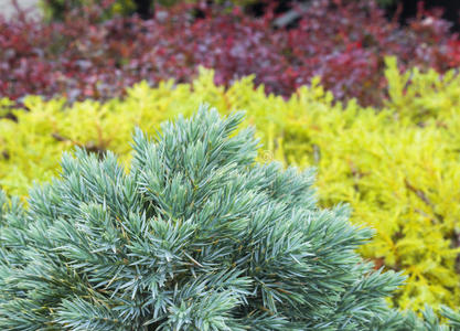 常绿杜松背景. 带绿色针头的灌木丛照片.