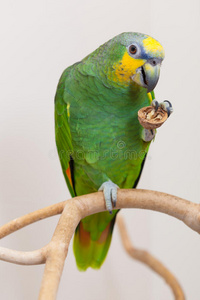 亚马逊绿鹦鹉吃坚果