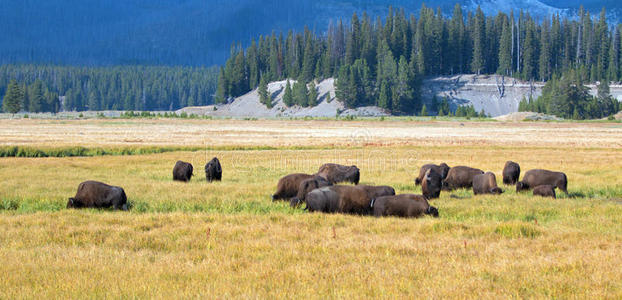 怀俄明州黄石国家公园鹈鹕溪草原野牛群
