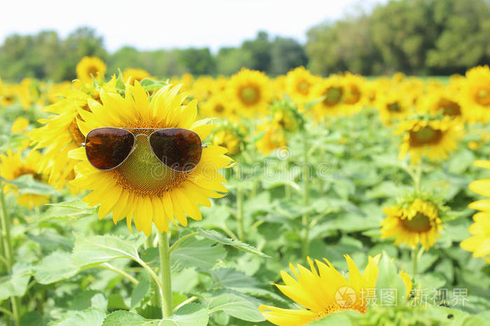 阳光 菊科 春天 自然 夏天 玻璃杯 泰国 花园 太阳 美丽的