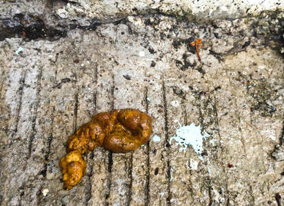 把狗的金色大便贴在街上,看起来像阴茎照片