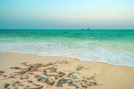 夏天 边缘 阳光 非洲 目的地 天空 海景 棕榈 海洋 风景