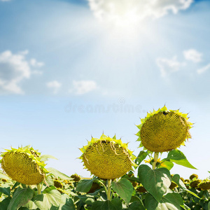 花的 开花 生长 季节 天空 植物 美丽的 场景 向日葵