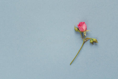 空的 柔和的 花瓣 母亲 周年纪念日 玫瑰 假日 开花 二月