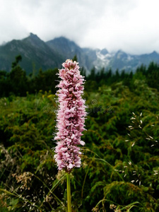 美丽的粉红色山花在国家公园的维索克塔特里