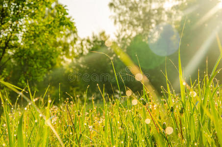自然 花园 草地 早晨 露水 领域 美女 特写镜头 草坪
