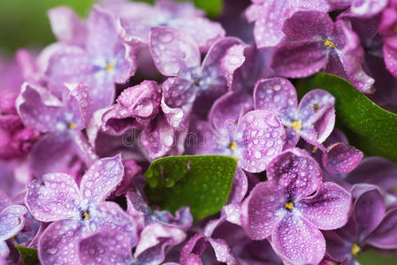 紫丁香花