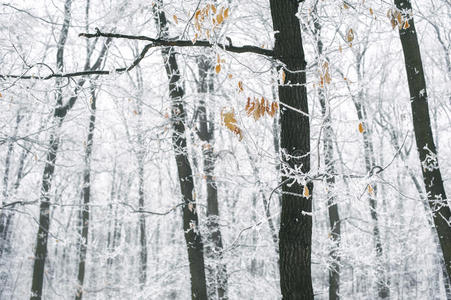 薄雾 梦想 田园诗 朦胧 一月 宾夕法尼亚州 美女 冷冰冰的