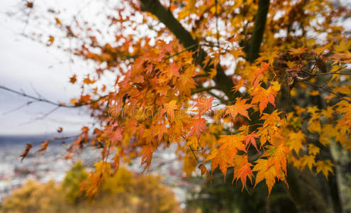 秋天 自然 落下 日本 森林 季节 日本人 花园 树叶 美丽的