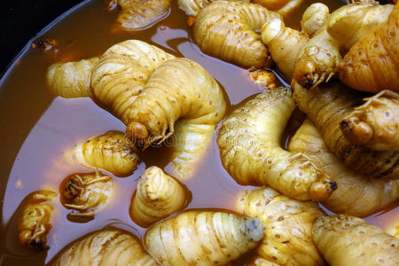 肥蛆,缅甸市场蛆,幼虫 食物 做苦工的人 邋遢人在蛆虫里生活和吃红头