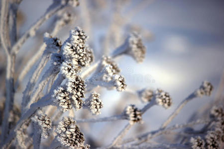 树枝上覆盖着雪。