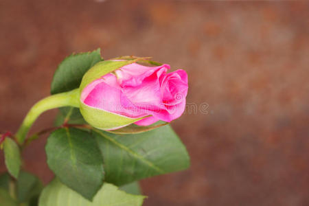 精致美丽的玫瑰在朴素的背景上