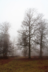 雾蒙蒙的早晨，英国林地