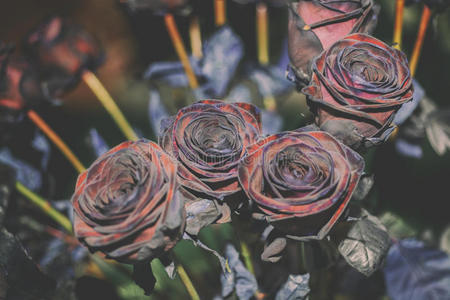 新鲜玫瑰黑色巴卡拉复古风格照片