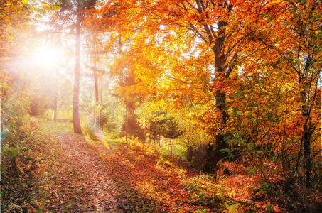 秋天的森林路。 景观