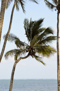 椰子 海岸 海景 海滩 风景 自然 美女 班布里 日落 棕榈