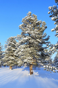 冬天蓝天背景上的雪松