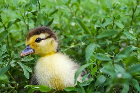 一只麝香鸭子的小鸭子,印度鸭在草地上散步.照片