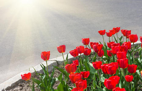 春天 季节 怒目而视 日出 领域 颜色 开花 射线 太阳