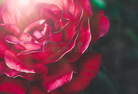 自然 射线 粉红色 特写镜头 美女 日落 怒目而视 开花