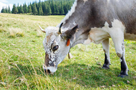 灰色染色的牛在山上的牧场上放牧