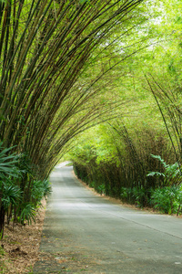 泰国 分支 旅行 生态学 公园 树叶 森林 隧道 走道 风景