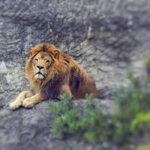 特写镜头 面对 野兽 狮子座 危险的 危险 非洲 自然 公园