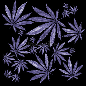 一群黑色背景的大麻叶子照片