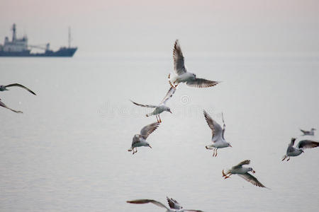 饥饿的海鸥