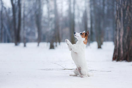 狗杰克素猎犬，狗在户外跑步