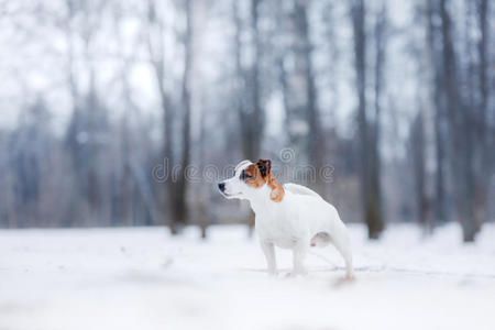 狗杰克素猎犬，狗在户外跑步