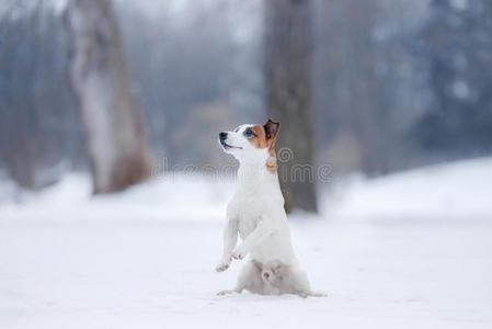 狗杰克素猎犬，狗在户外跑步