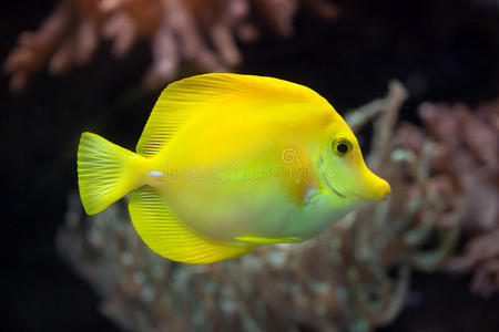 日本 海洋 野生动物 水族馆 珊瑚 夏威夷 太平洋 动物