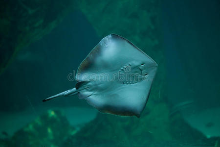 大西洋 美洲 水族馆 海的 毒蛾科 黄貂鱼 动物群 动物