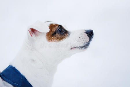 狗杰克素猎犬，狗在户外跑步