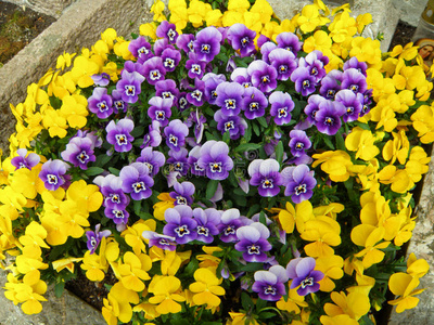 一束生动的黄色和紫色盛开的堇花照片