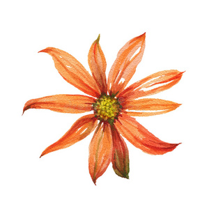 植物 油漆 插图 开花 邀请 颜色 圆圈 绘画 手绘 花园
