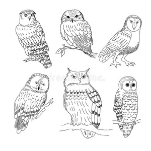 分支 羽毛 卡片 可爱的 收集 横幅 艺术 轮廓 插图 鸟类学