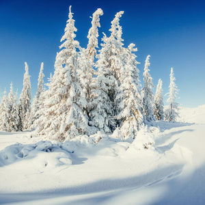 梦幻般的冬季景观和霍夫罗斯特的树木。 在预期中