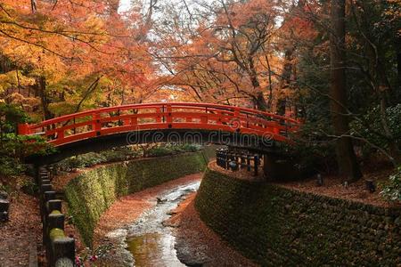 树叶 枫树 文化 花园 灌木 美女 建筑学 日本 植物 古老的