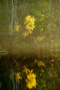 秋天的风景。 芦苇在河边在阳光下落下