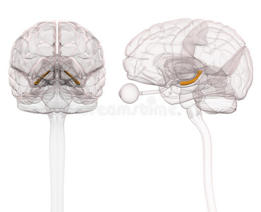 颅骨 人类 诊断 器官 脊柱 插图 垂体 生物学 解剖 神经节