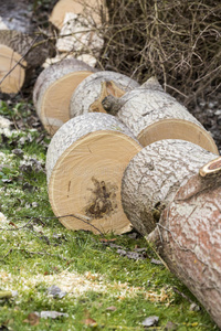 特写镜头 木材 日志 行业 产品 能量 风景 植物 树皮