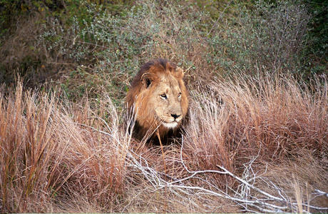 猫科动物 自然 动物 非洲 环境 危险 美女 哺乳动物 肯尼亚